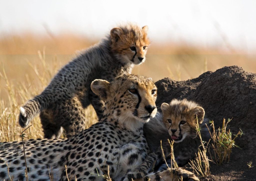Embark on a Journey of Discovery: Tanzania Wildlife Safaris