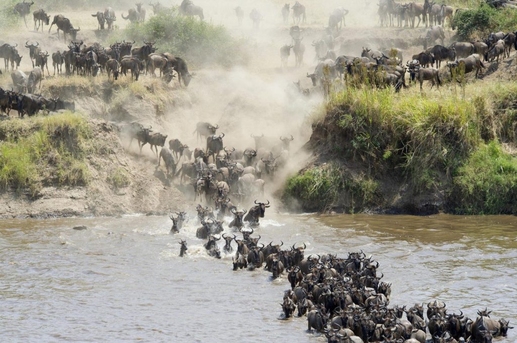 Witnessing the Great Migration: A Spectacle of Nature in the Serengeti