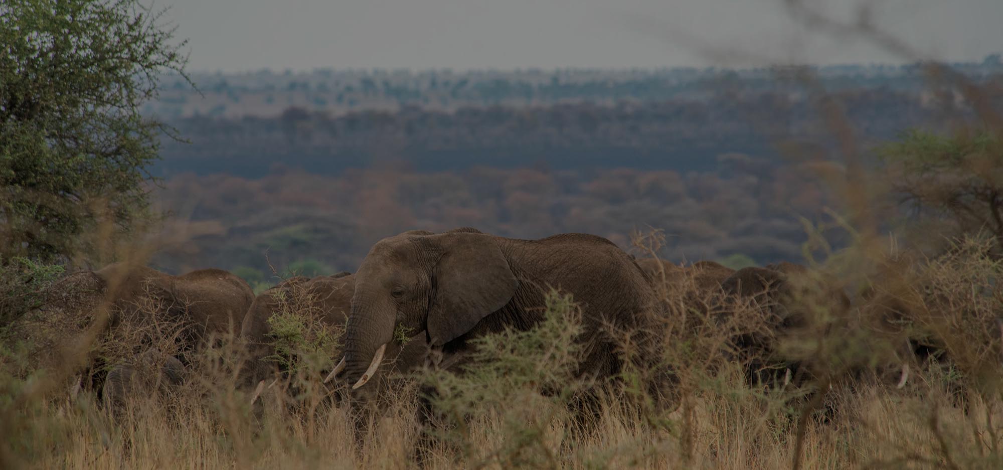 Sunrise view at Manya Luxury Camps Serengeti Tanzania