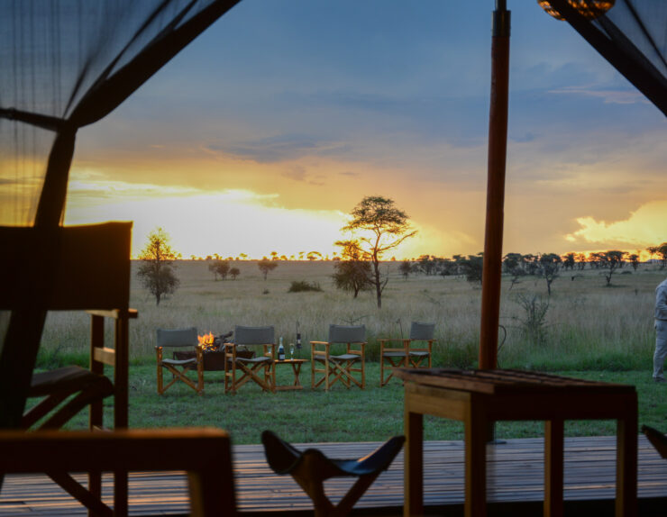 Serengeti Night Safari Experience under the starry African sky with wildlife roaming freely.