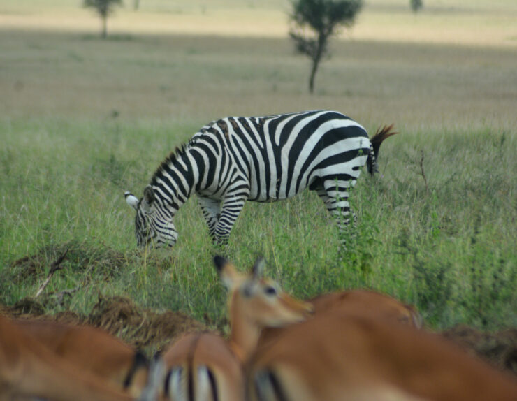 Serengeti Great Migration safari with wildebeest and zebras crossing the plains
