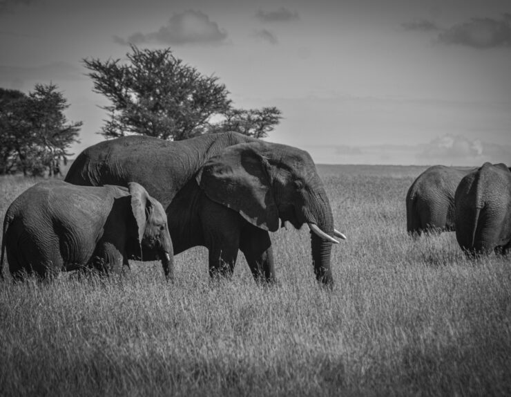 Journey Made Simple experience featuring a luxury safari vehicle and tented camp in the Serengeti