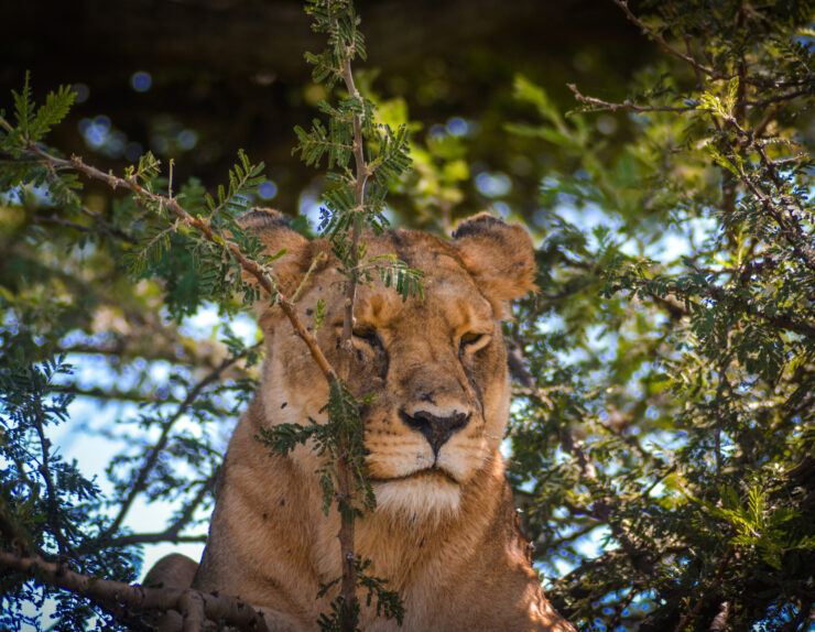 Journey Made Simple at Manya Luxury Camps with guests relaxing around a safari campfire in the Serengeti