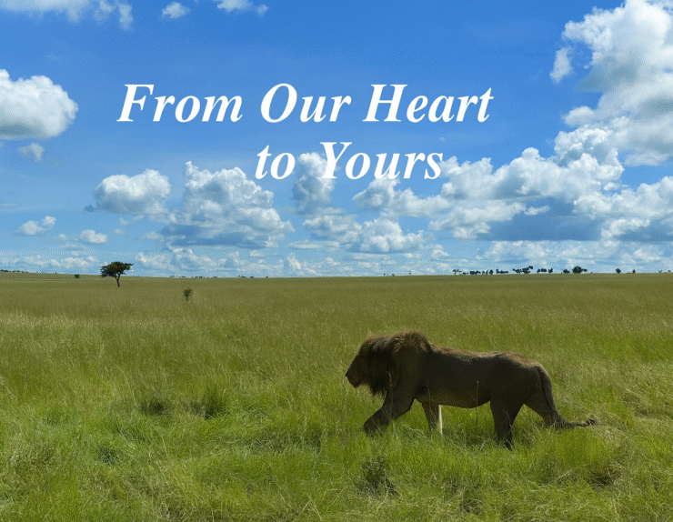 Manya Luxury Camps African safari experience with a wild lion walking across the Serengeti grasslands under a bright blue sky.