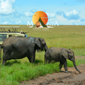 Serengeti Luxury Safari Experience - Sunrise view over luxury tents