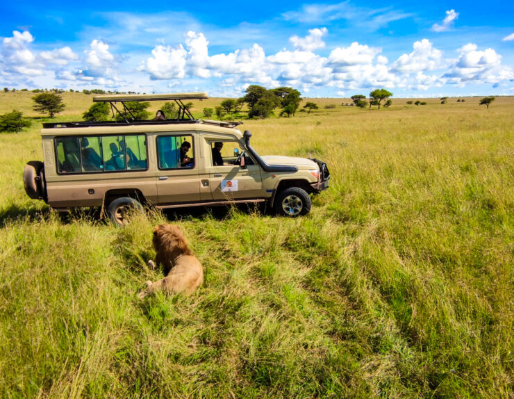 Serengeti Night Safari Experience under the starry African sky with wildlife roaming freely.