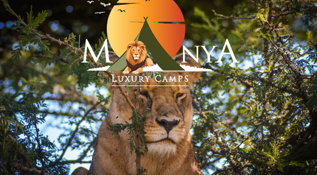 Serengeti Wildlife Experience with natural animals roaming the golden plains of the Serengeti