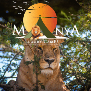 Serengeti Wildlife Experience with natural animals roaming the golden plains of the Serengeti