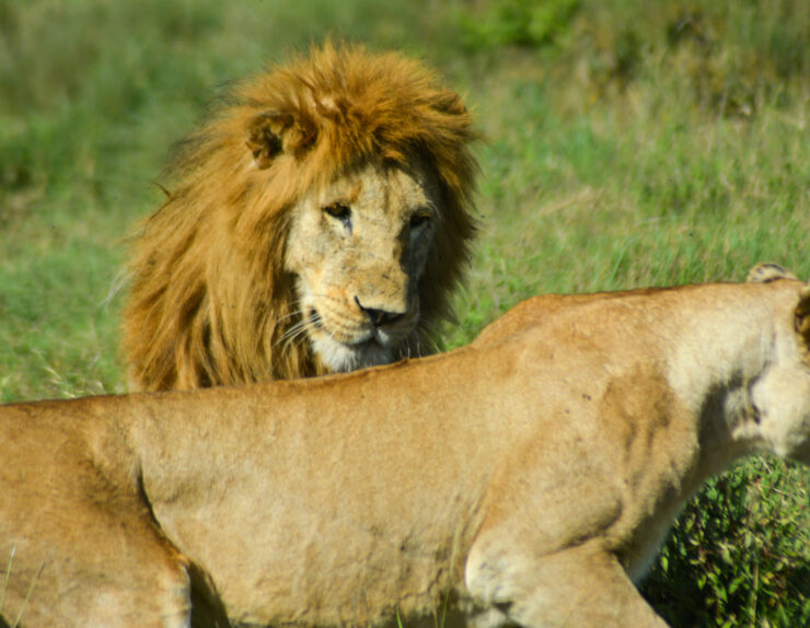 Serengeti Great Migration safari with wildebeest and zebras crossing the plains
