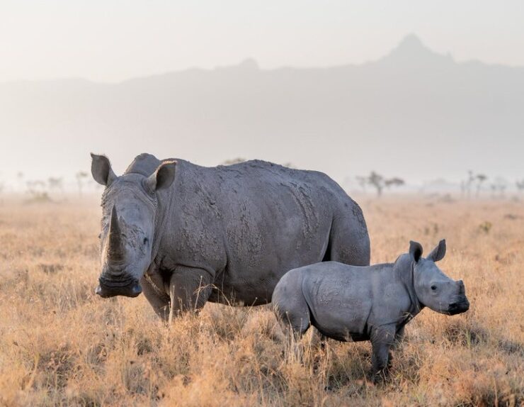 Serengeti safari guides leading a luxury wildlife experience in Tanzania