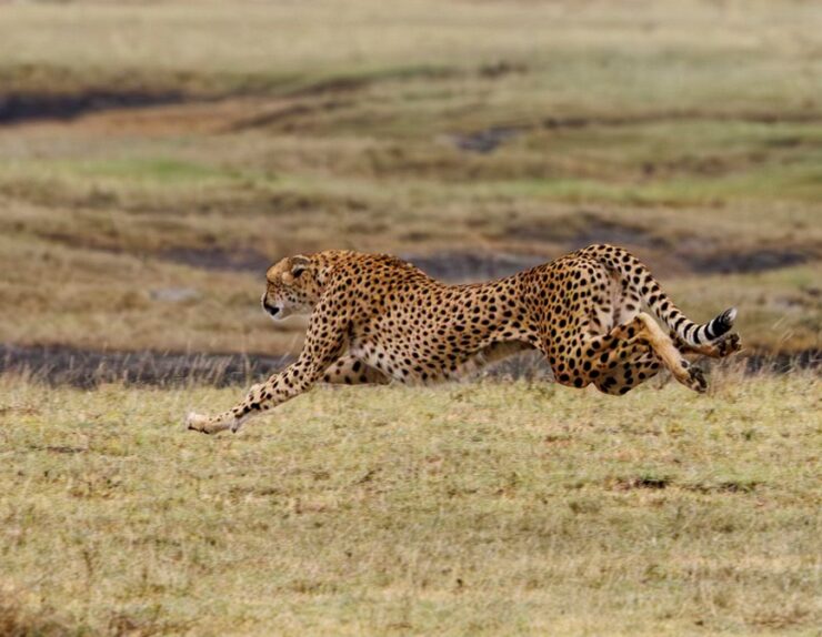 great-migration-in-serengeti