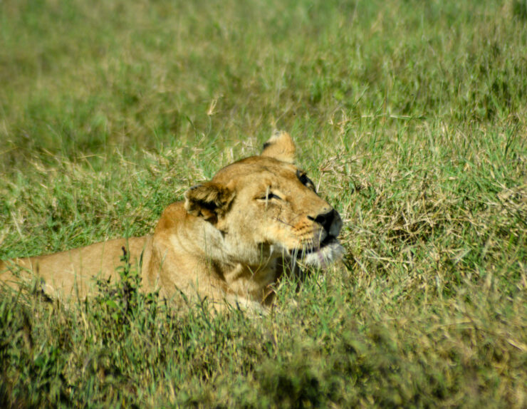 Manya Luxury Camps Serengeti luxury safari camp in Tanzania