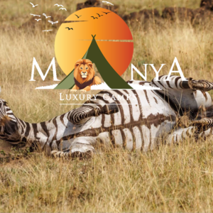 Luxury safari experience at Manya Luxury Camps