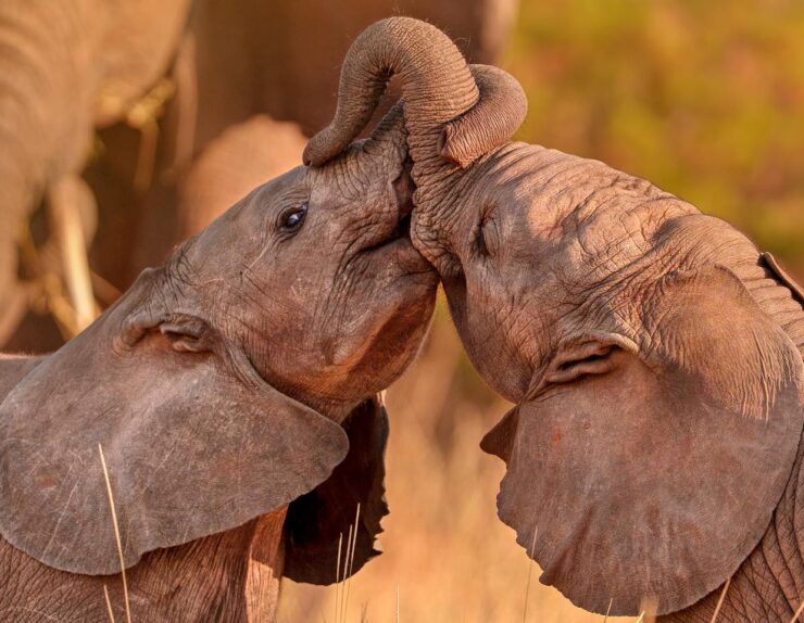 Luxury safari experience at Manya Luxury Camps