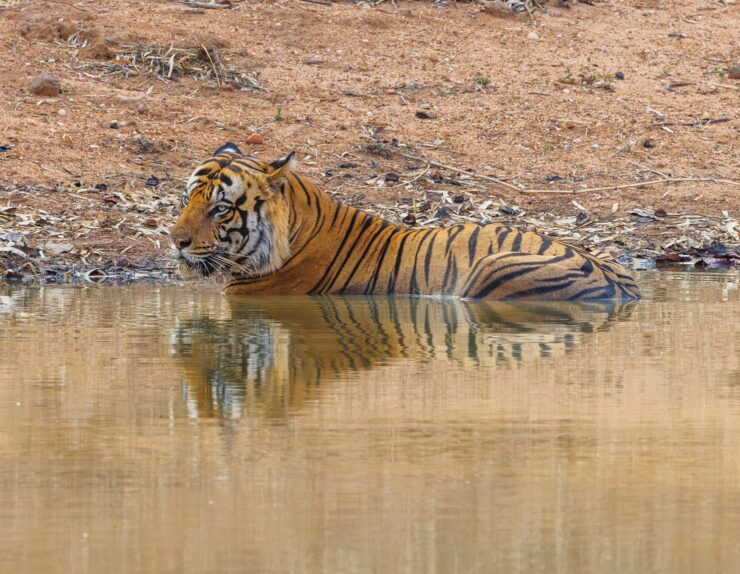 Luxury safari experience at Manya Luxury Camps