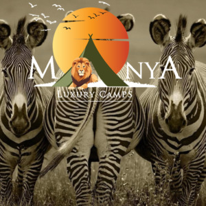 Luxury safari in Serengeti with wildlife and golden savanna landscape