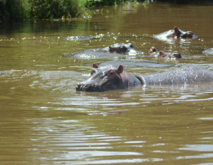 Serengeti sunrise capturing Moments Before the Adventure