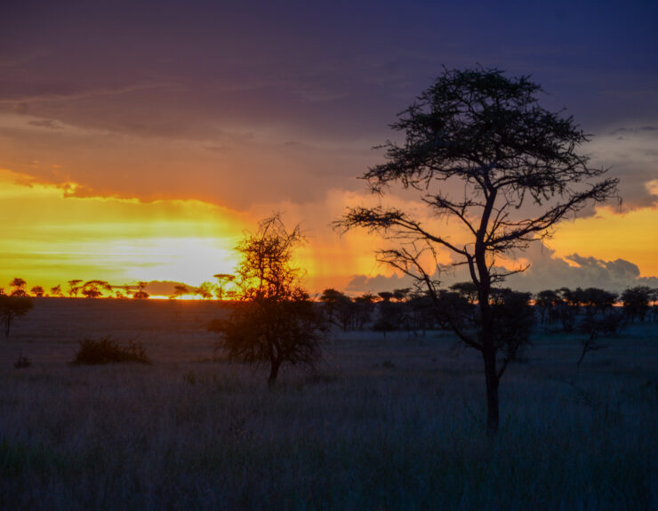 Serengeti Night Experience