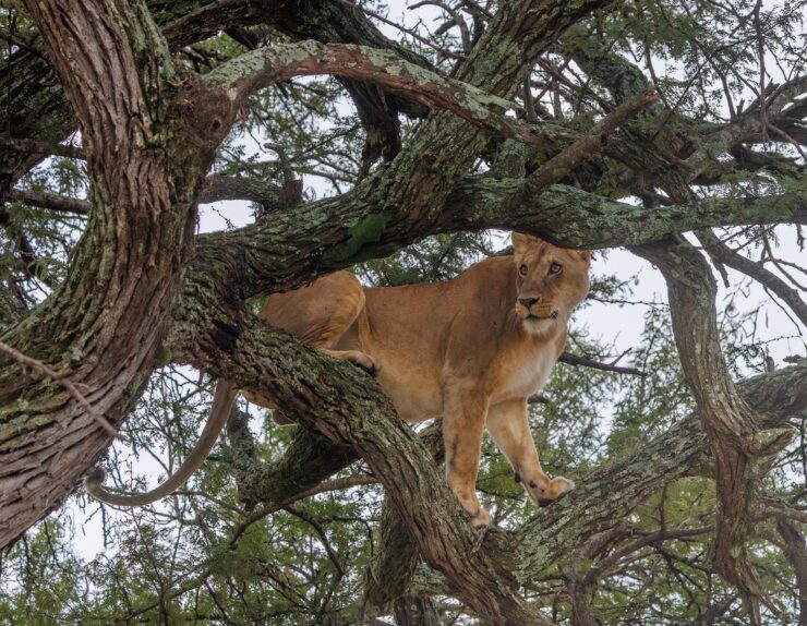 Serengeti safari with wildlife grazing at dawn