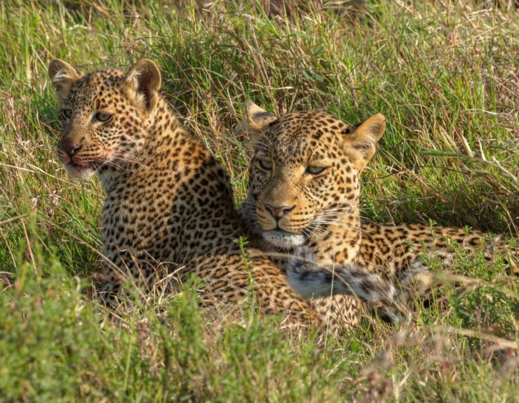 Whispers of the Wild Await Tanzania Safari Landscape