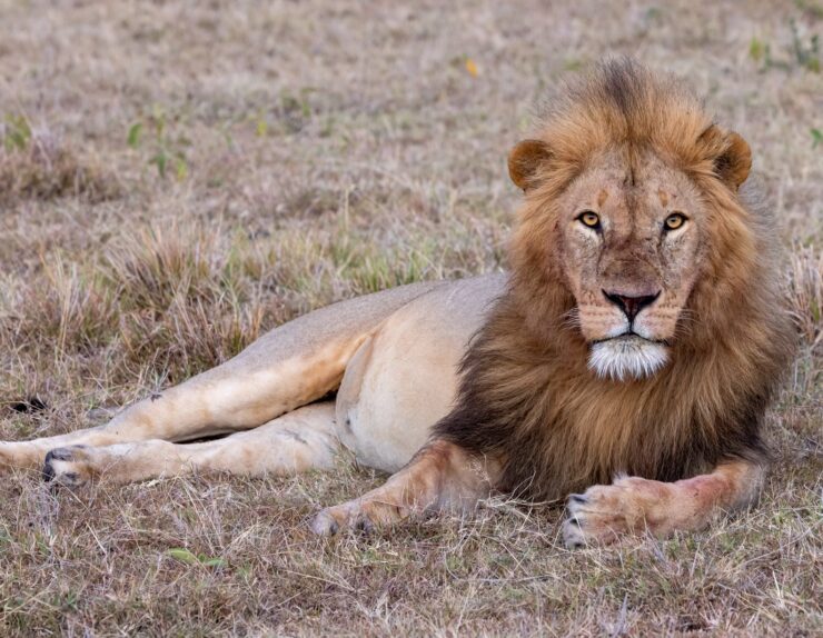 Serengeti Night Safari Experience under the starry African sky with wildlife roaming freely.