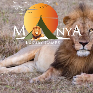 Effortless Serengeti luxury safari at Manya Luxury Camps with wildlife and open plains