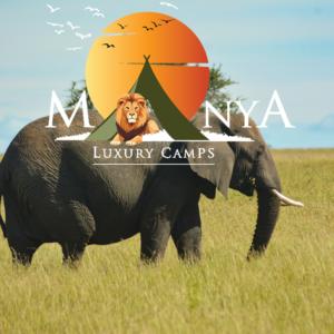 African elephant in the Serengeti elephant safari at sunrise across golden plains.