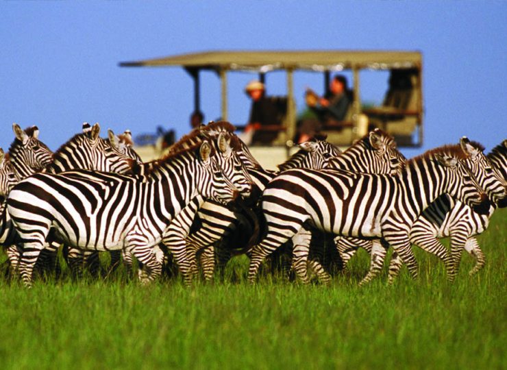 tanzania game drive safari